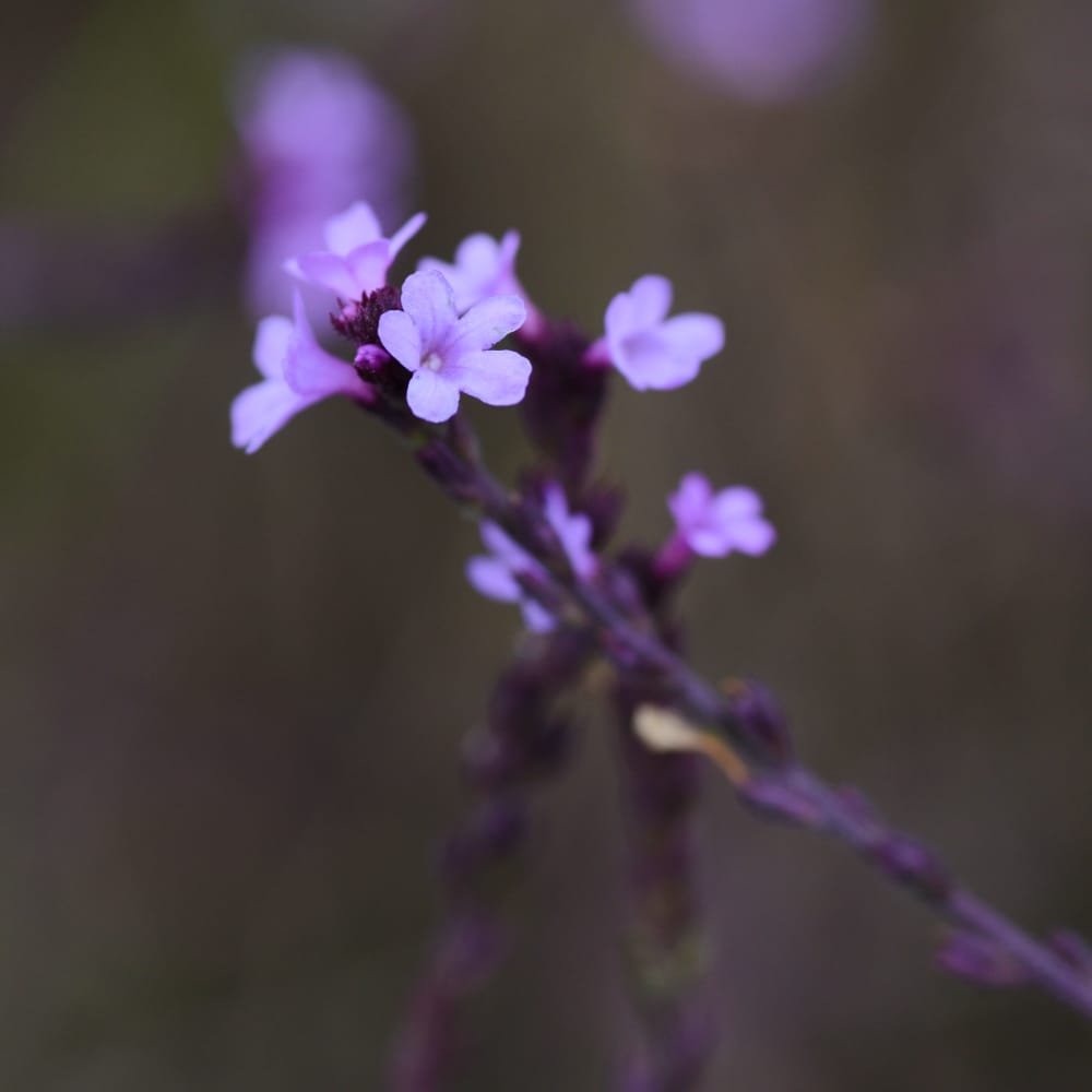 Järnört 'Bampton' - Verbena