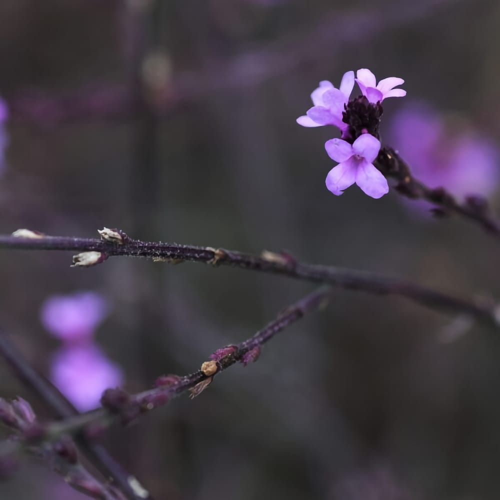 Järnört 'Bampton' - Verbena - 3