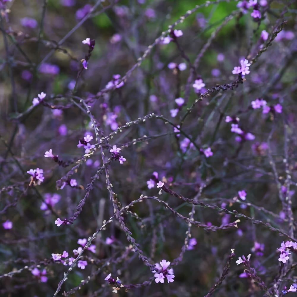 Järnört 'Bampton' - Verbena