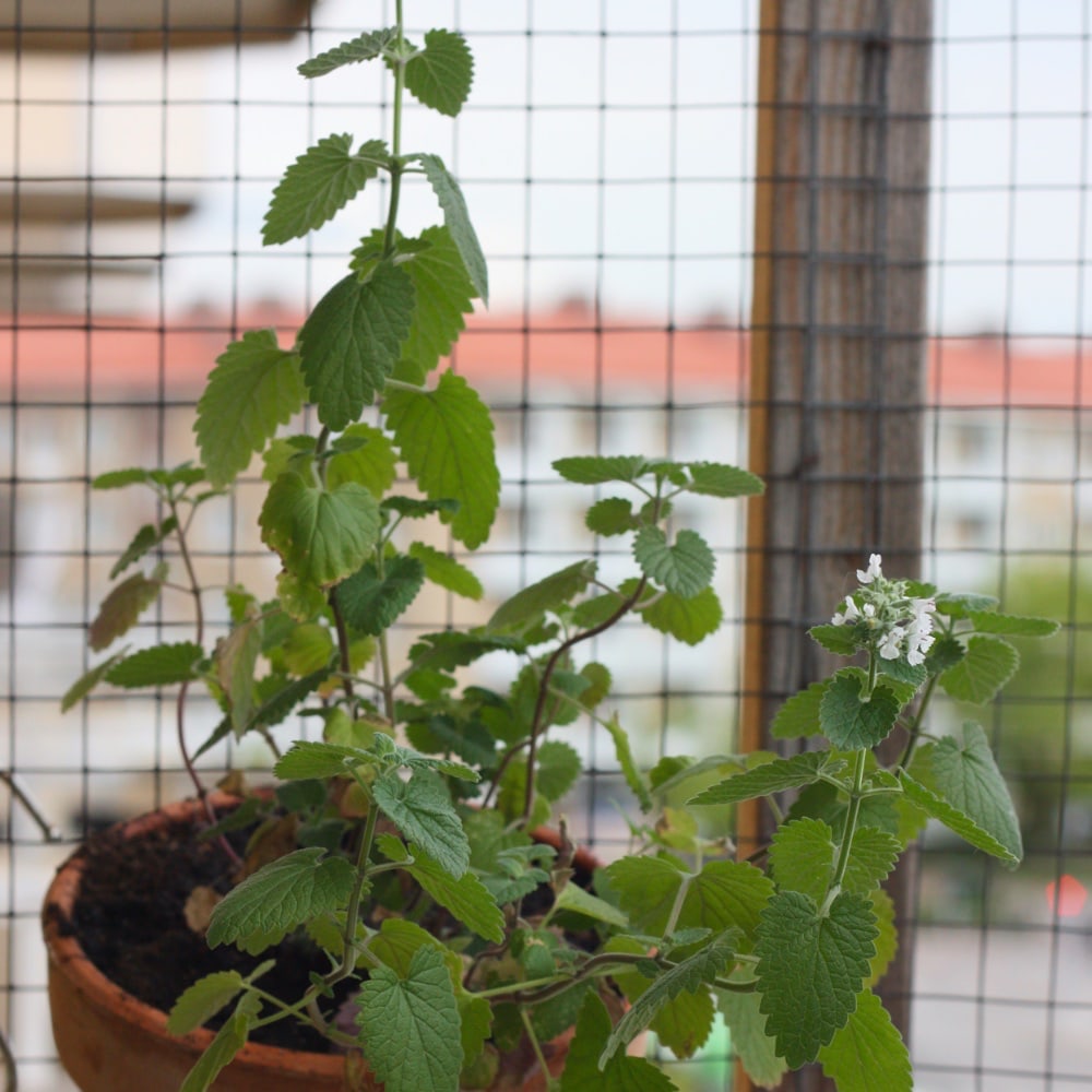 Citronkattmynta 'Citriodora' - 3