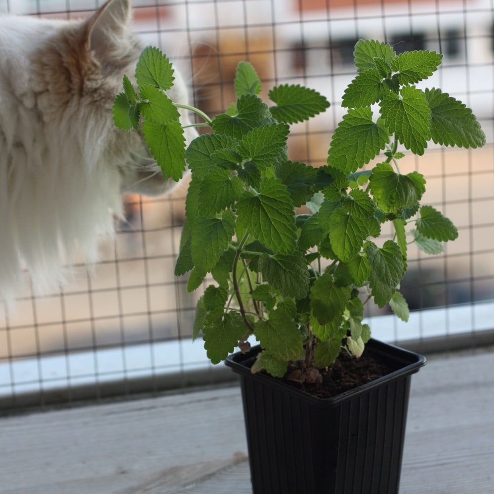 Citronkattmynta 'Citriodora'
