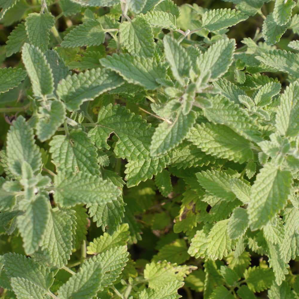 Citronkattmynta 'Citriodora'