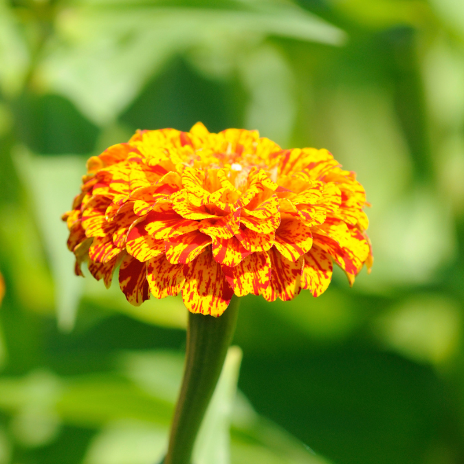 Zinnia - Pop Art Gold Red