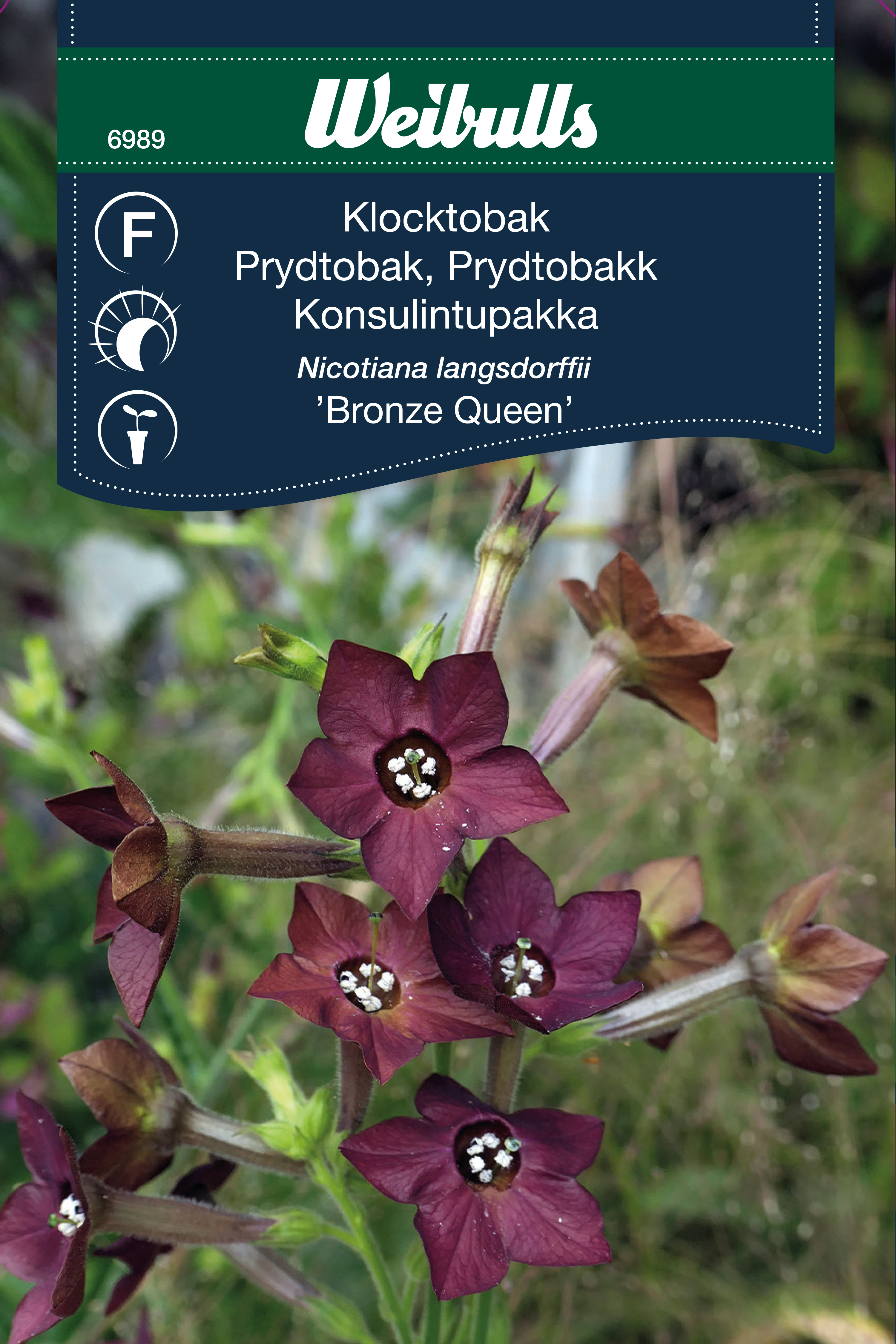 6989   Weibulls Klocktobak Bronze Queen Nicotiana langsdorffii