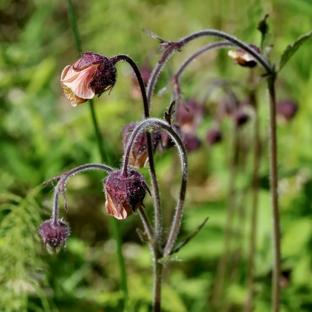 Humleblomster