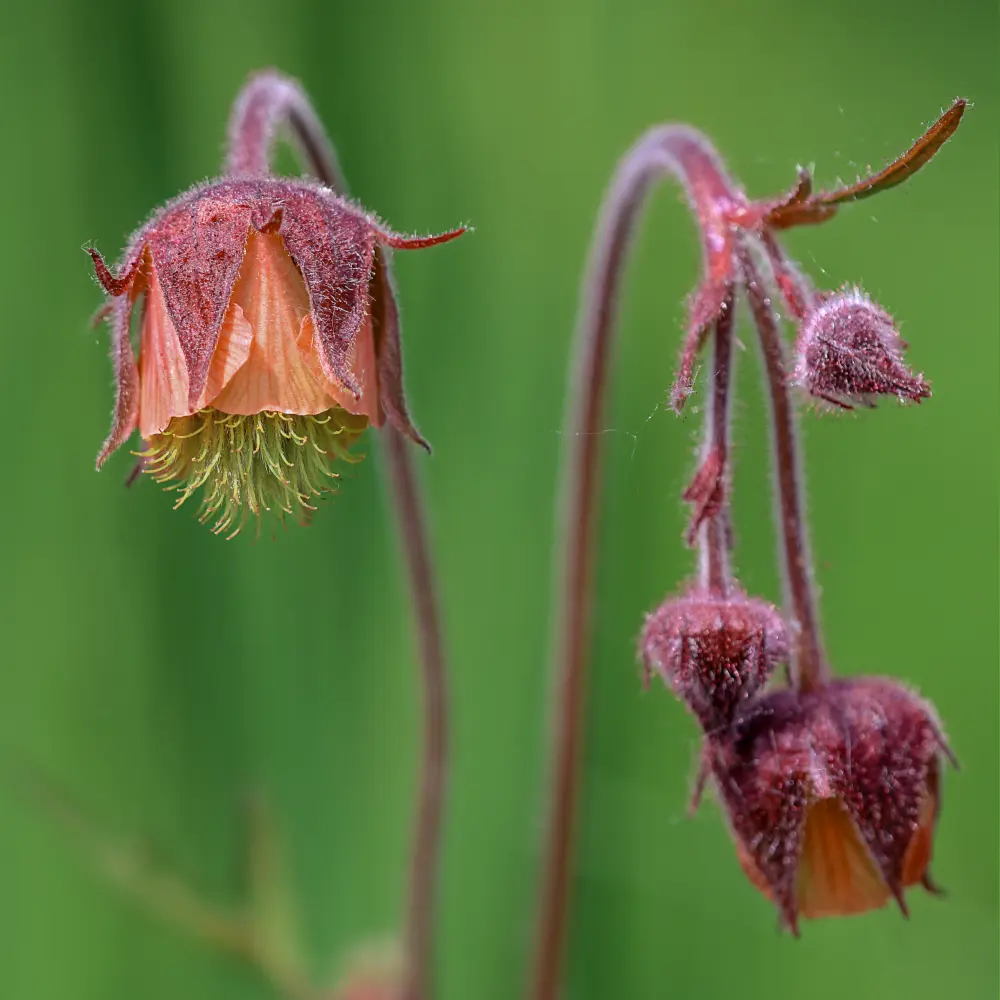 Humleblomster