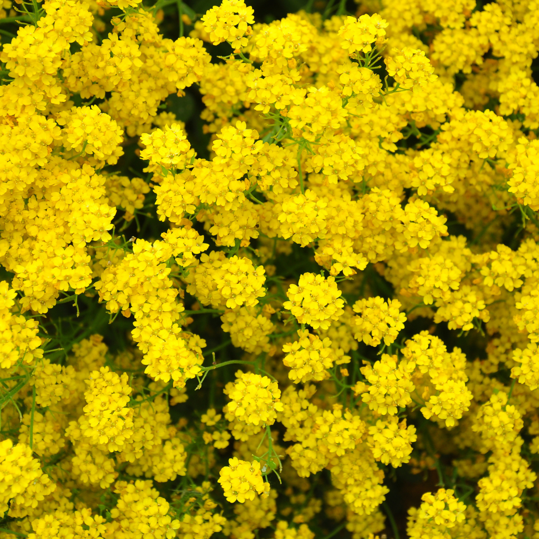 Praktstenört - Golden Yellow