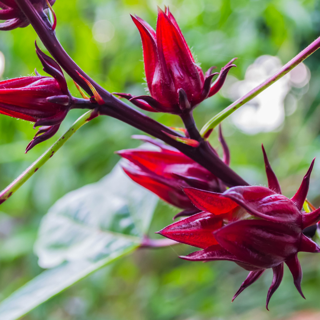 Rosellhibiskus - Red Cocktail
