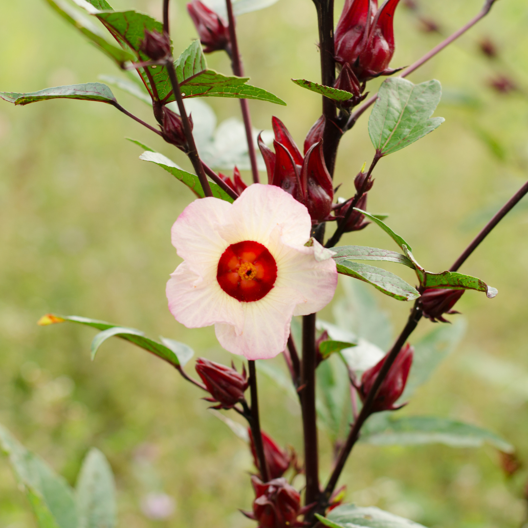 Rosellhibiskus - Red Cocktail