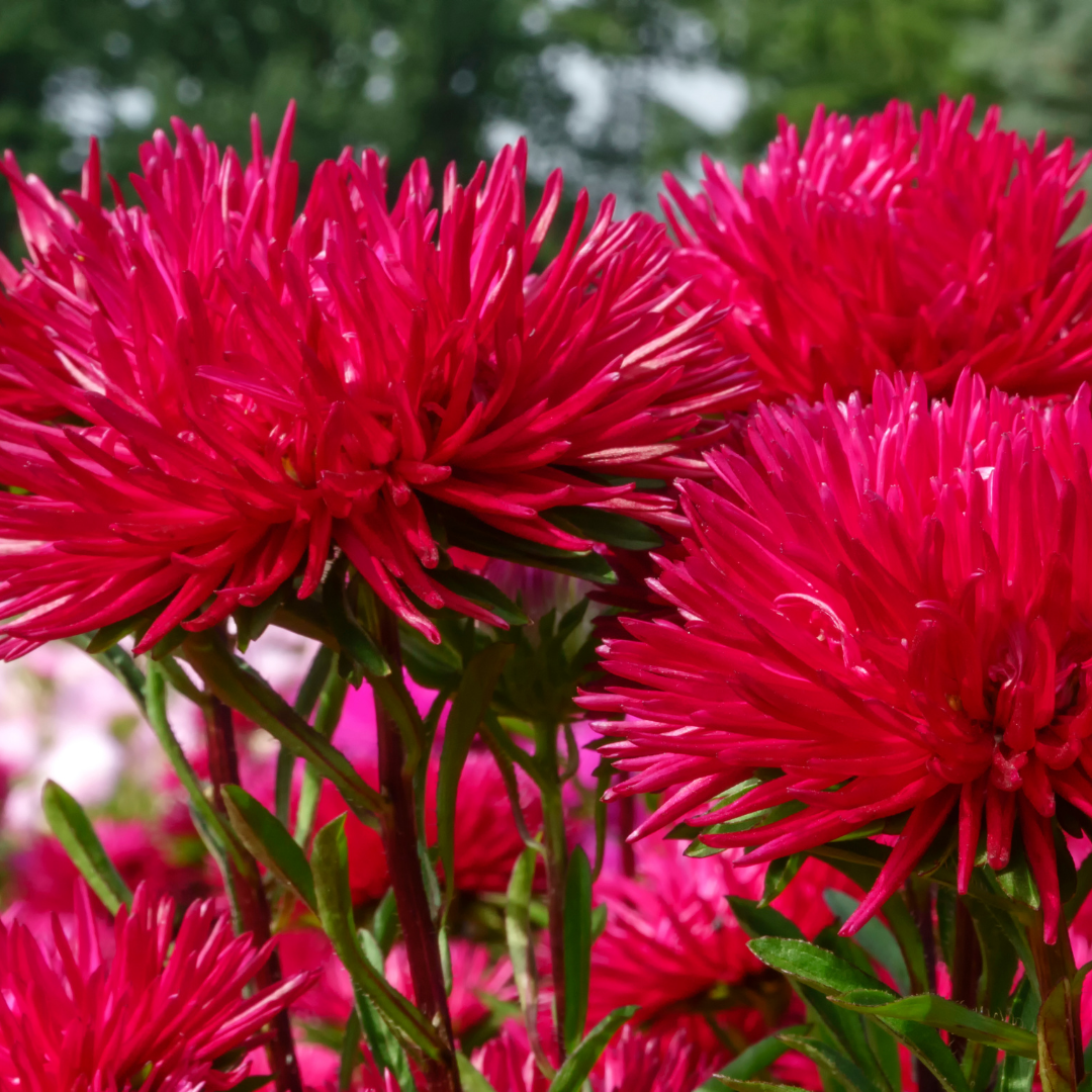 Sommaraster - Nova Red