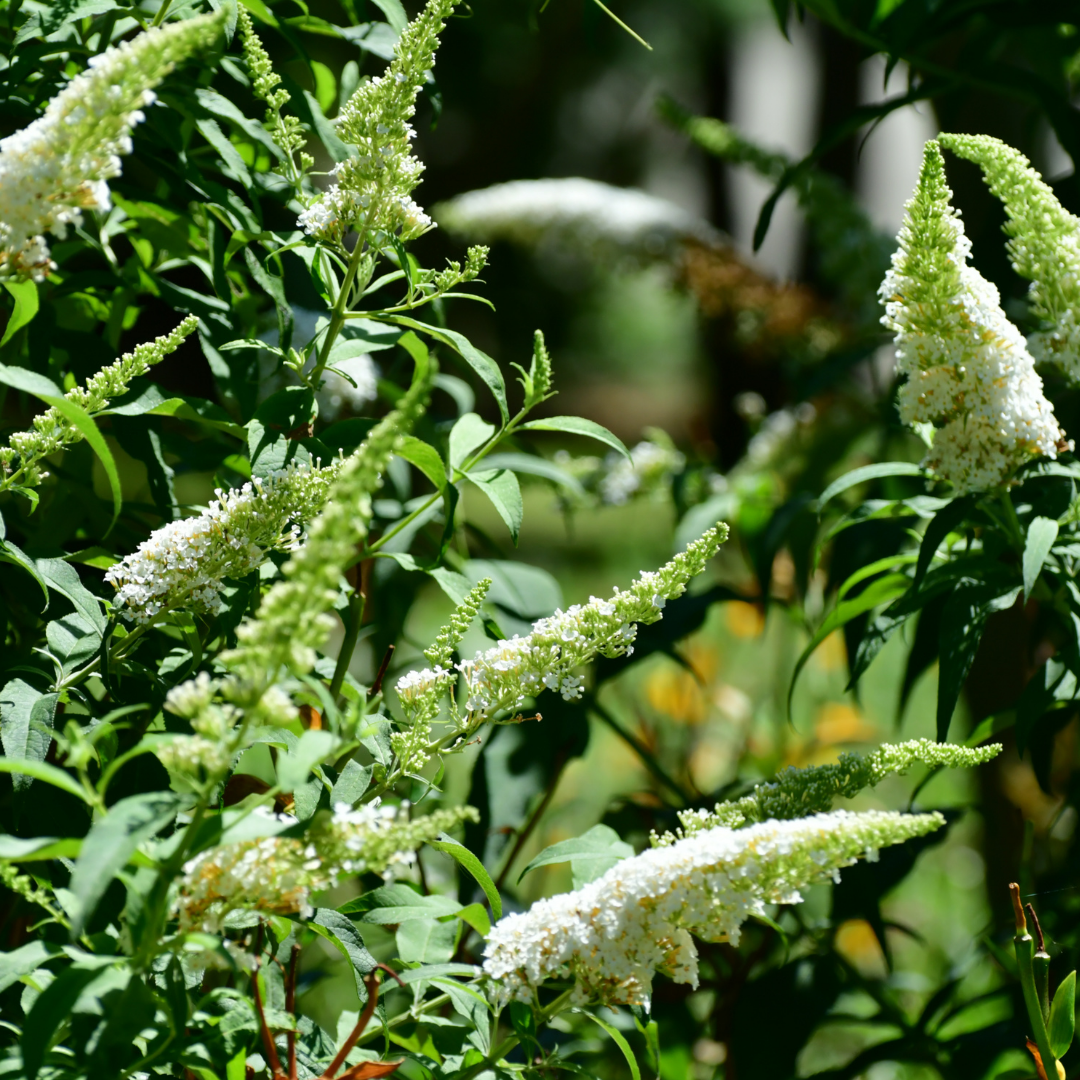 Syrenbuddleja - White