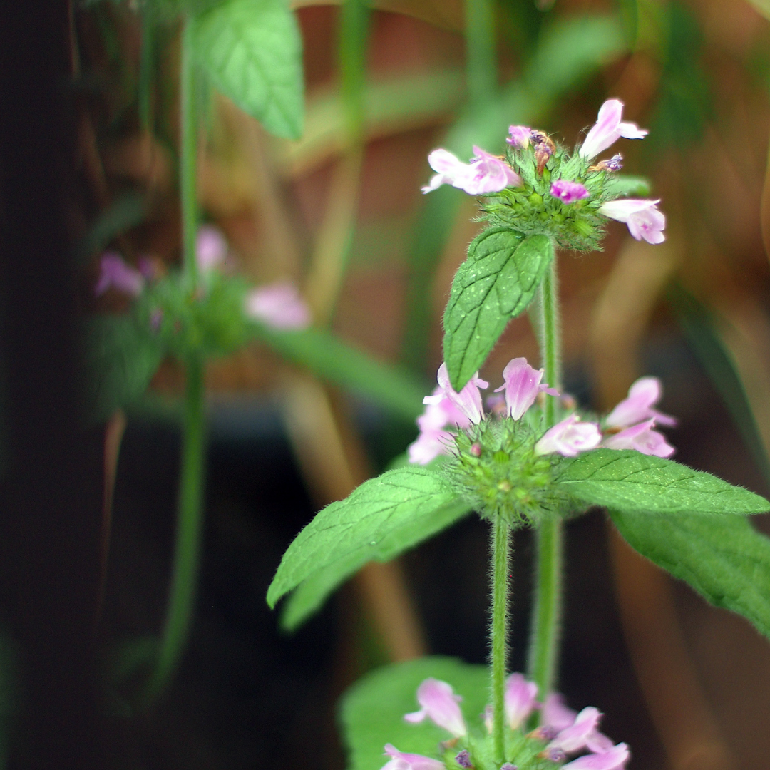 Bergmynta - Vild Basilika