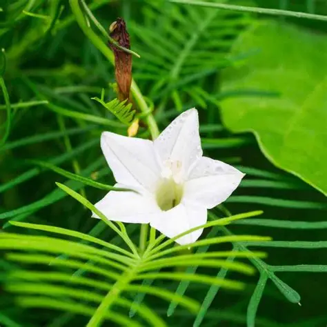 Blomma för dagen Pennata White 50 frö