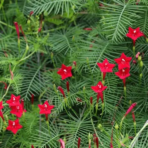 Blomma för dagen Pennata Red 50 frö