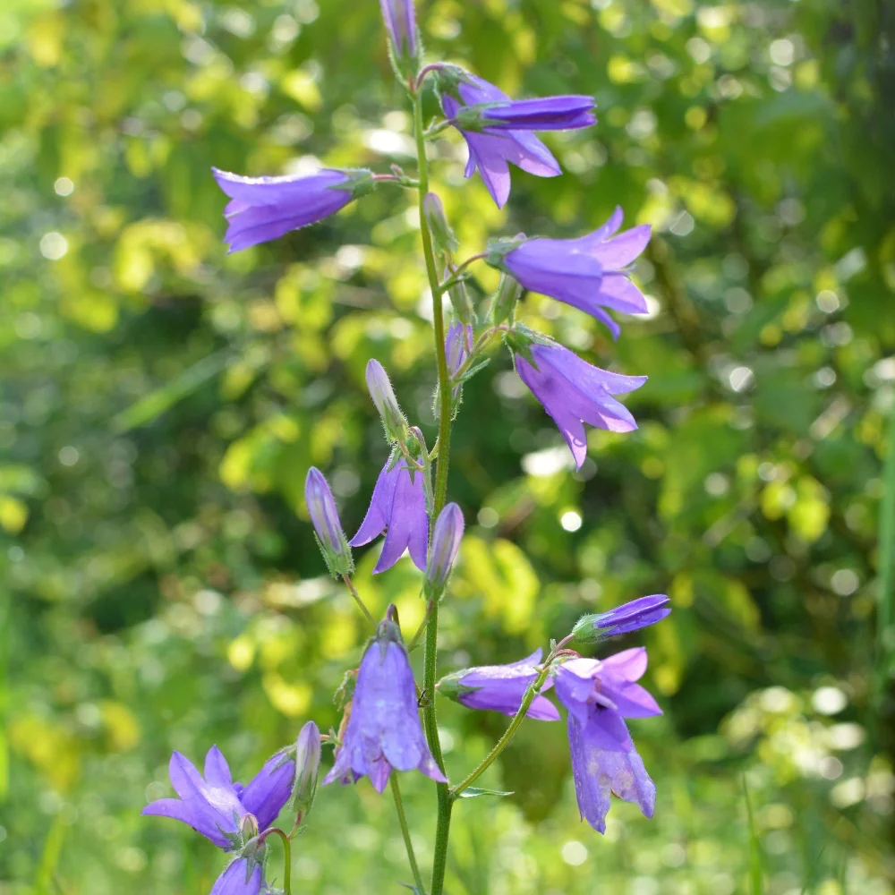 Rapunkelklocka