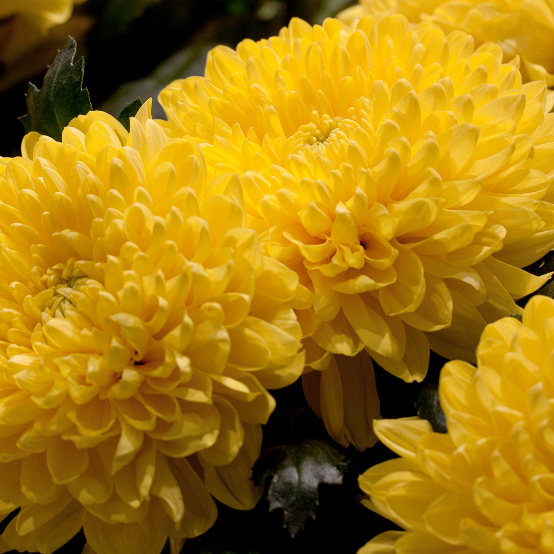 Sommaraster - Tall Duchesse Yellow