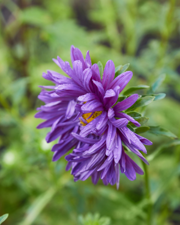 Sommaraster - Tall Duchesse Dark Blue