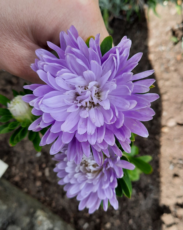 Sommaraster - Tall Duchesse Dark Blue