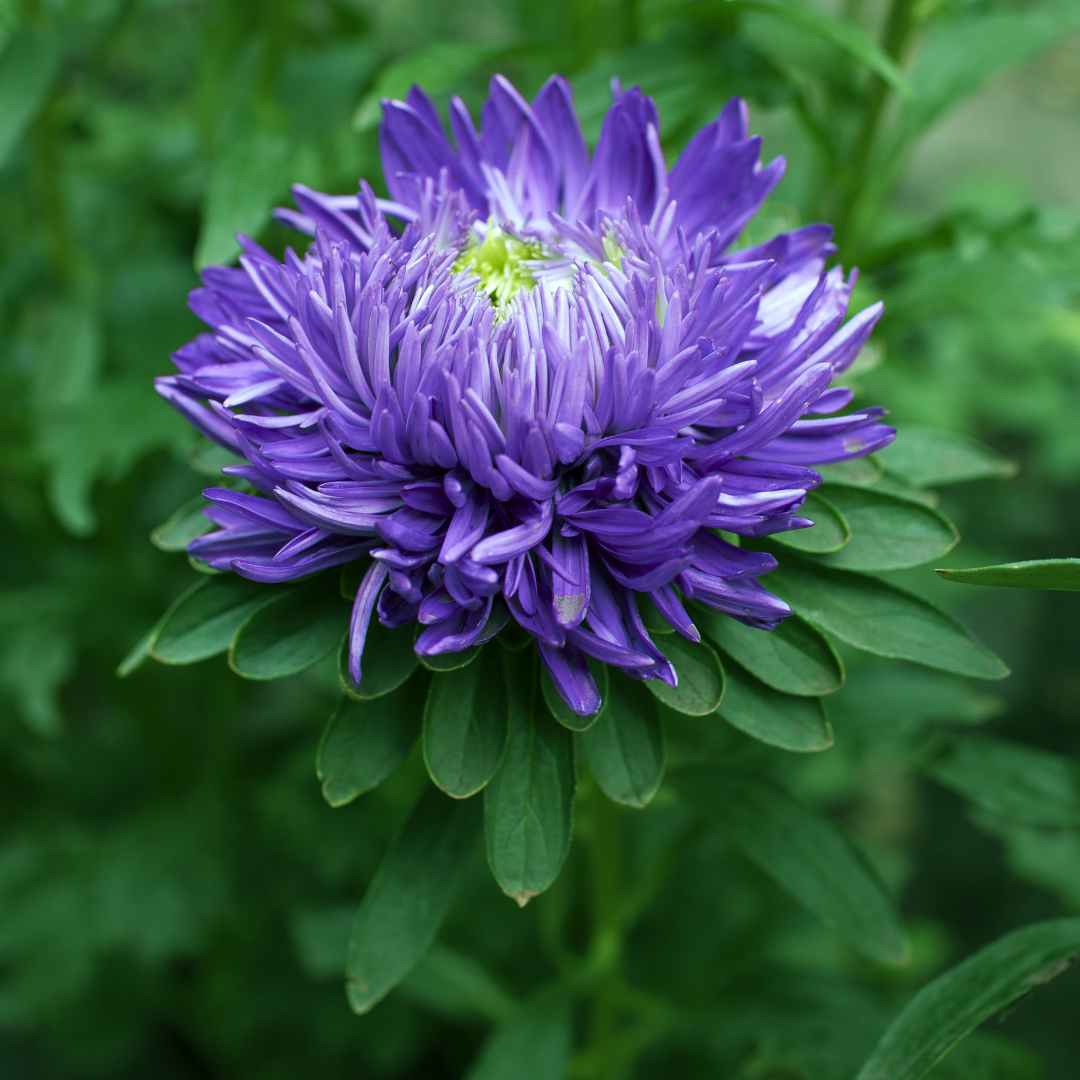 Sommaraster - Tall Duchesse Dark Blue