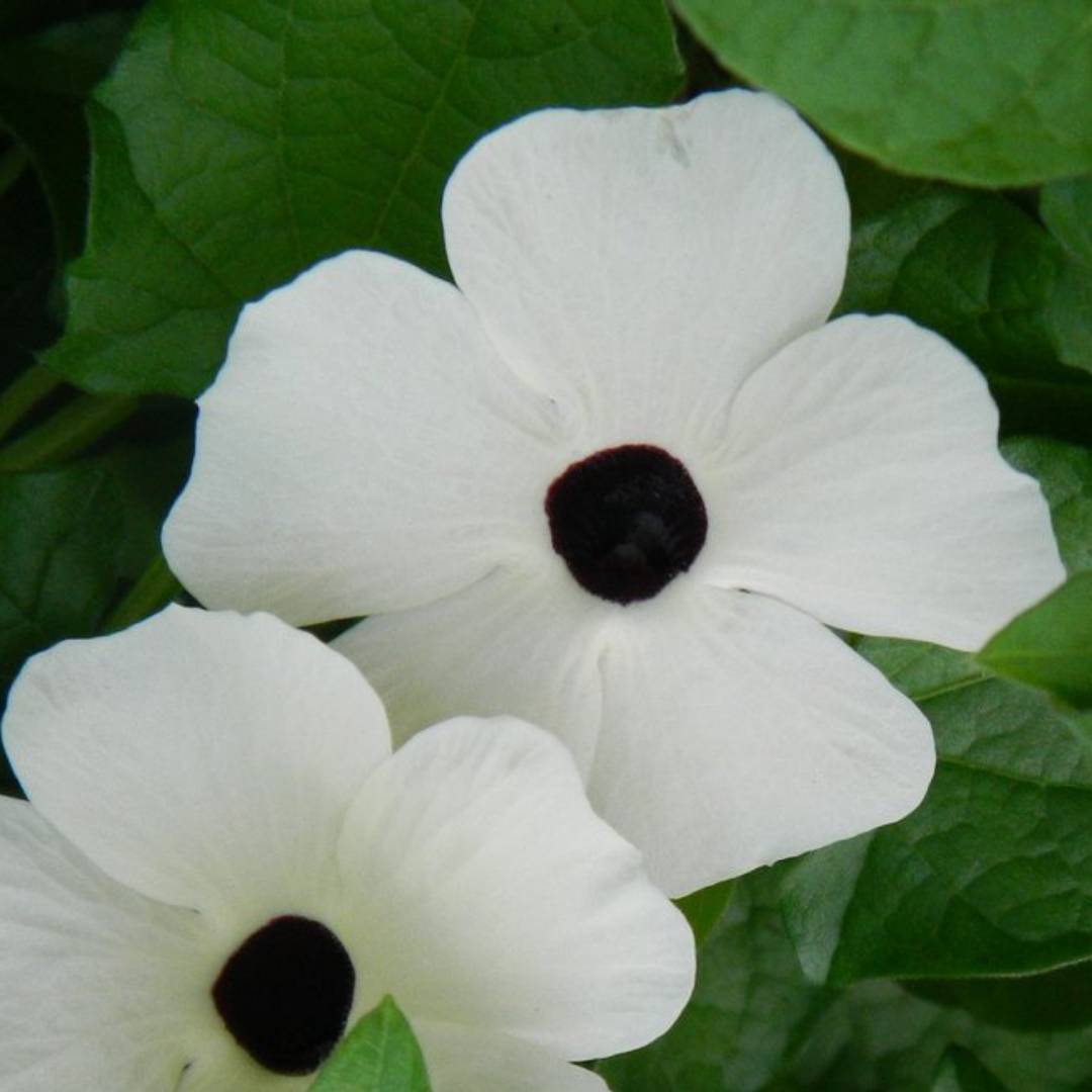 Svartöga - Sunrise White with Eye