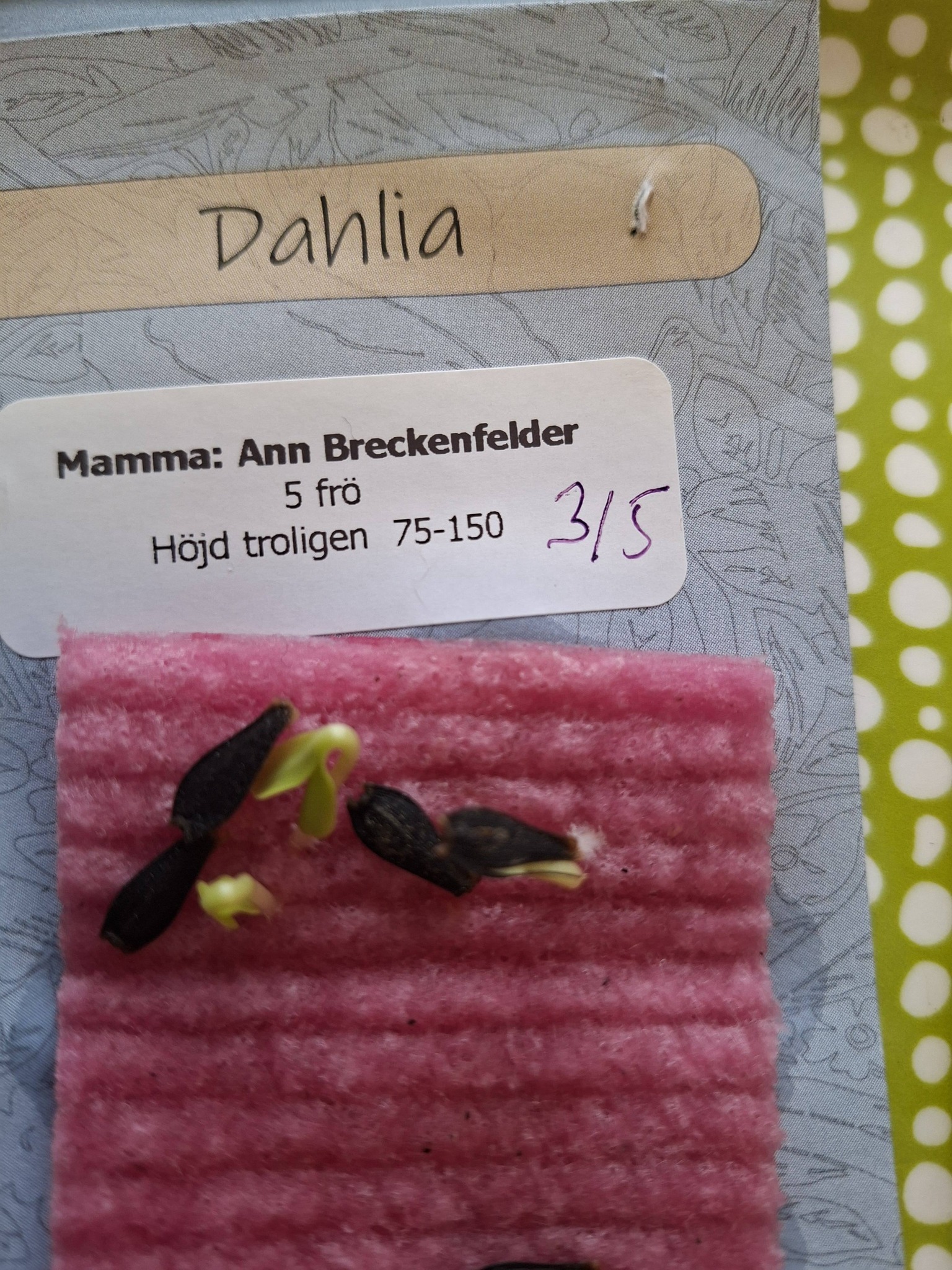 Dahlia Mamma Ann Breckenfelder5 frö - 2
