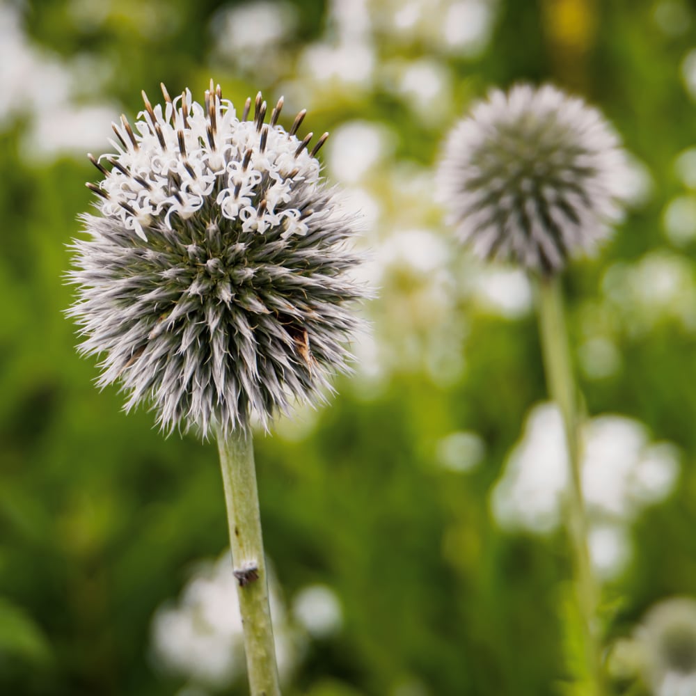 Bolltistel 'Star Frost'