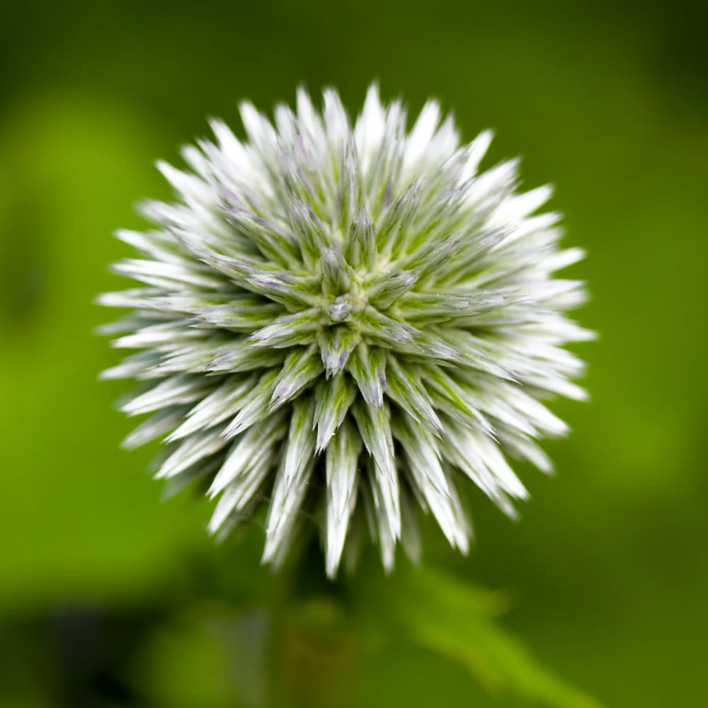 Bolltistel 'Star Frost'