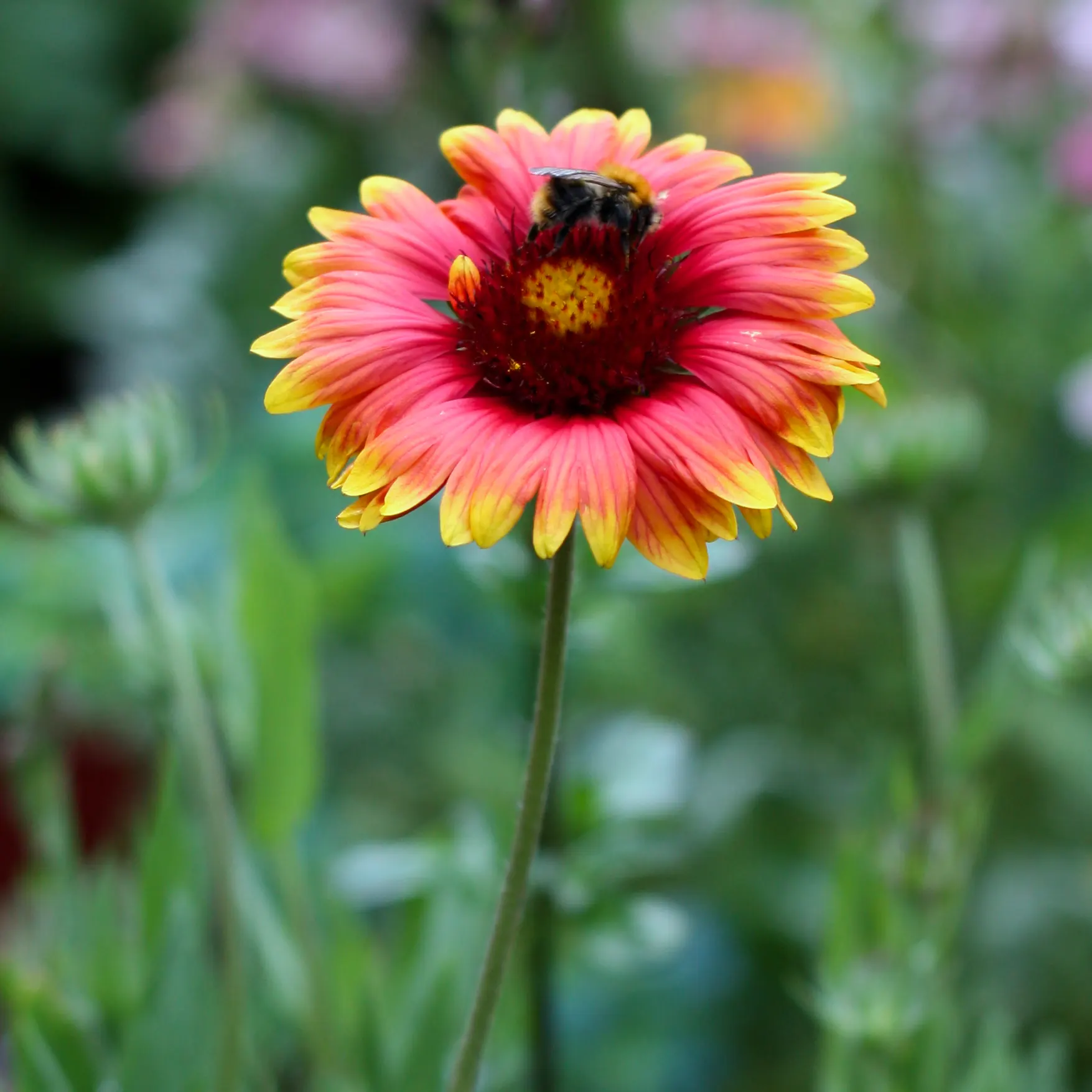 Kokardblomster 'Bremen'