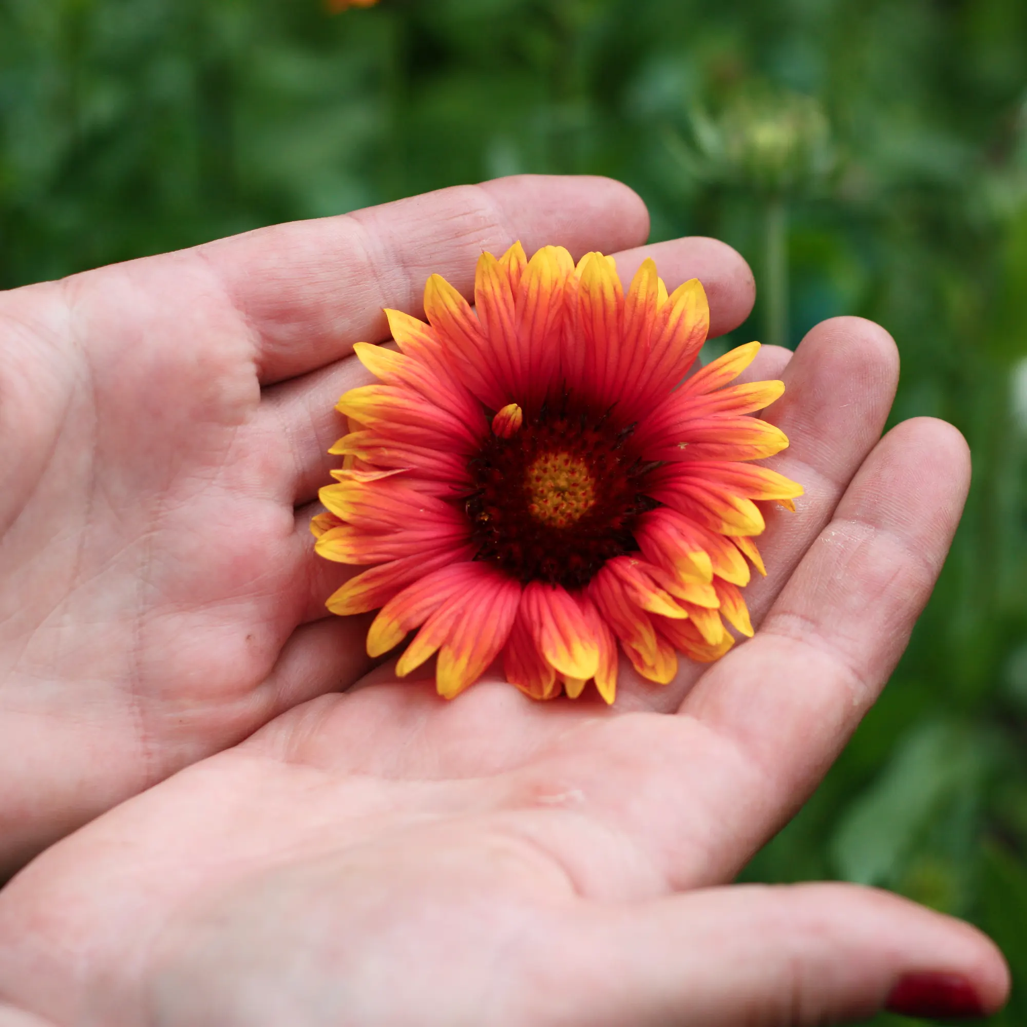 Kokardblomster 'Bremen'