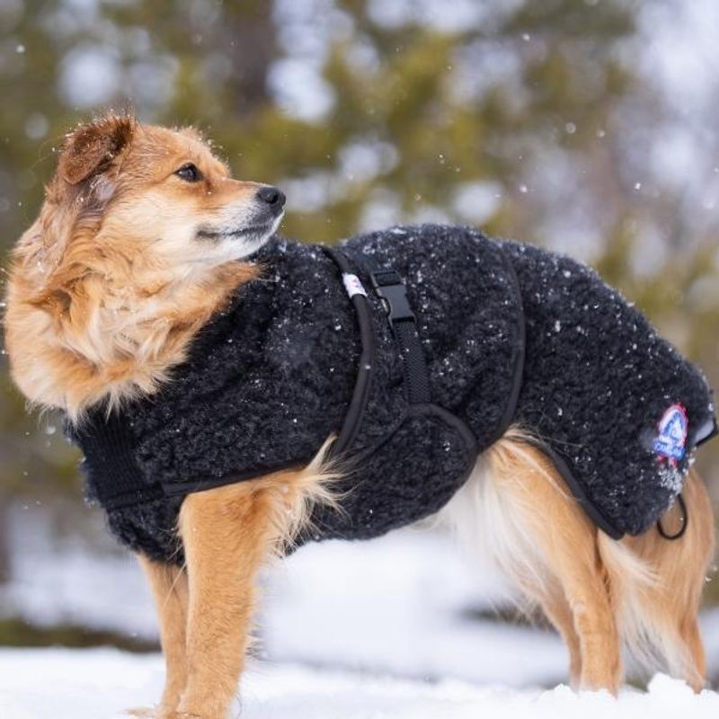 Canelana Hundtäcke i merinoull - Ambassadör st S/M terrier och XL 64 cm - 6