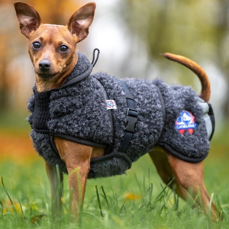 Canelana Hundtäcke i merinoull - Ambassadör st S/M terrier och XL 64 cm - 4