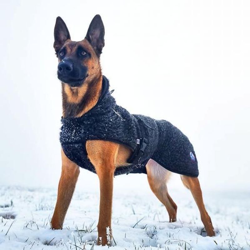 Canelana Hundtäcke i merinoull - Ambassadör st S/M terrier och XL 64 cm - 3