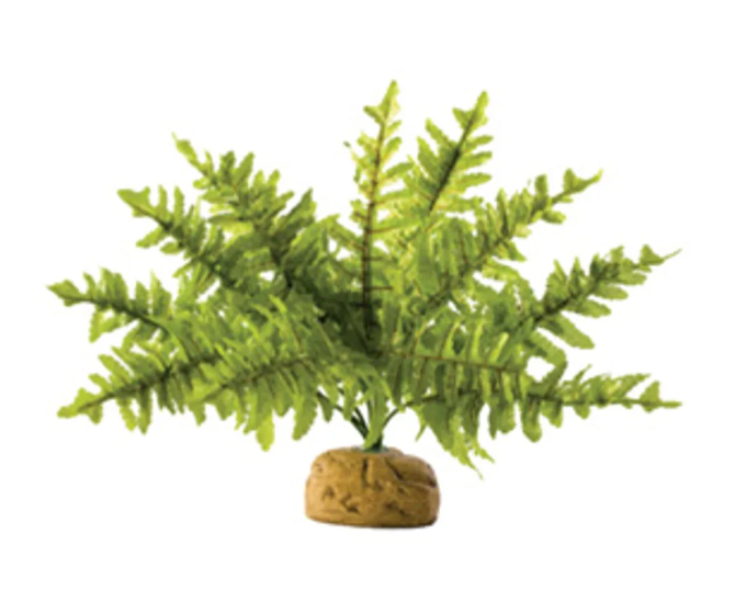 Ormbunke Liten 24x24x16 CM Exoterra 