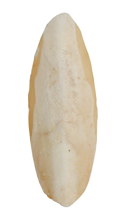 Sepiaskal 20 cm 