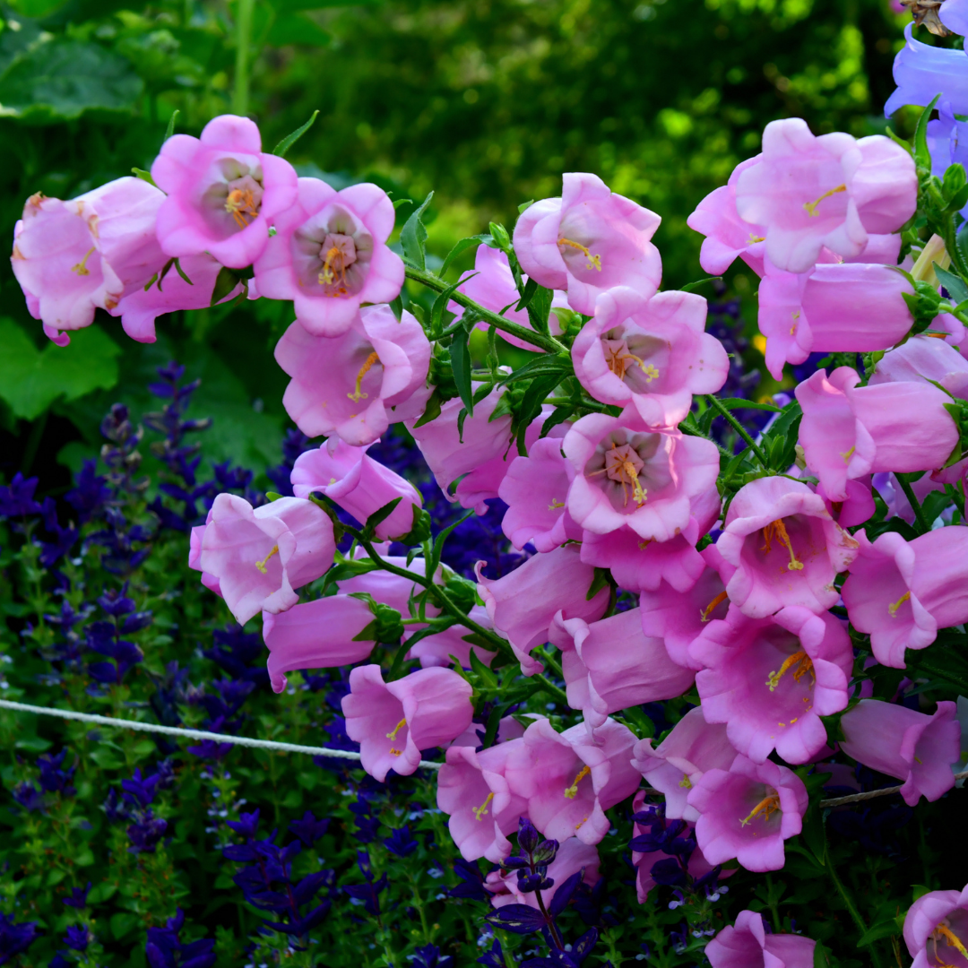 Mariaklocka - Single Rose Pink