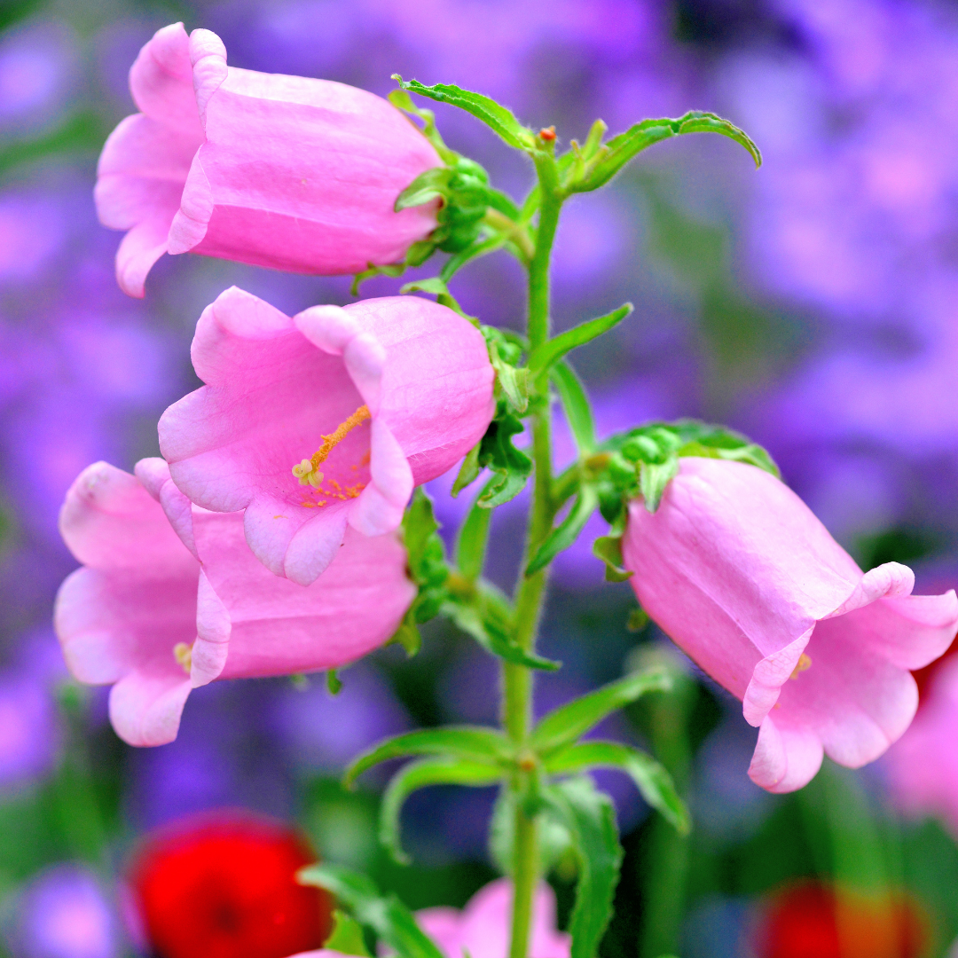 Mariaklocka - Single Rose Pink