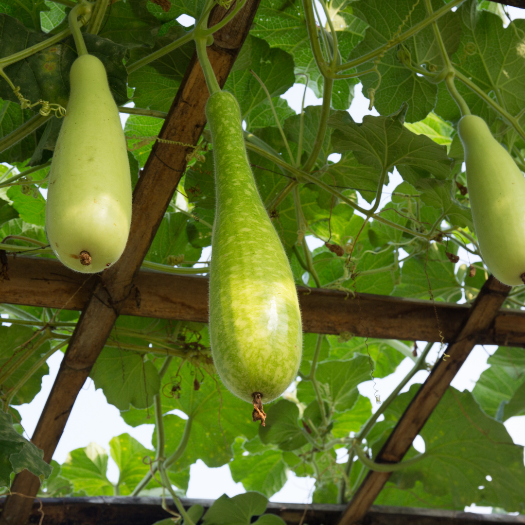 Flaskkurbits - Cucuzzi