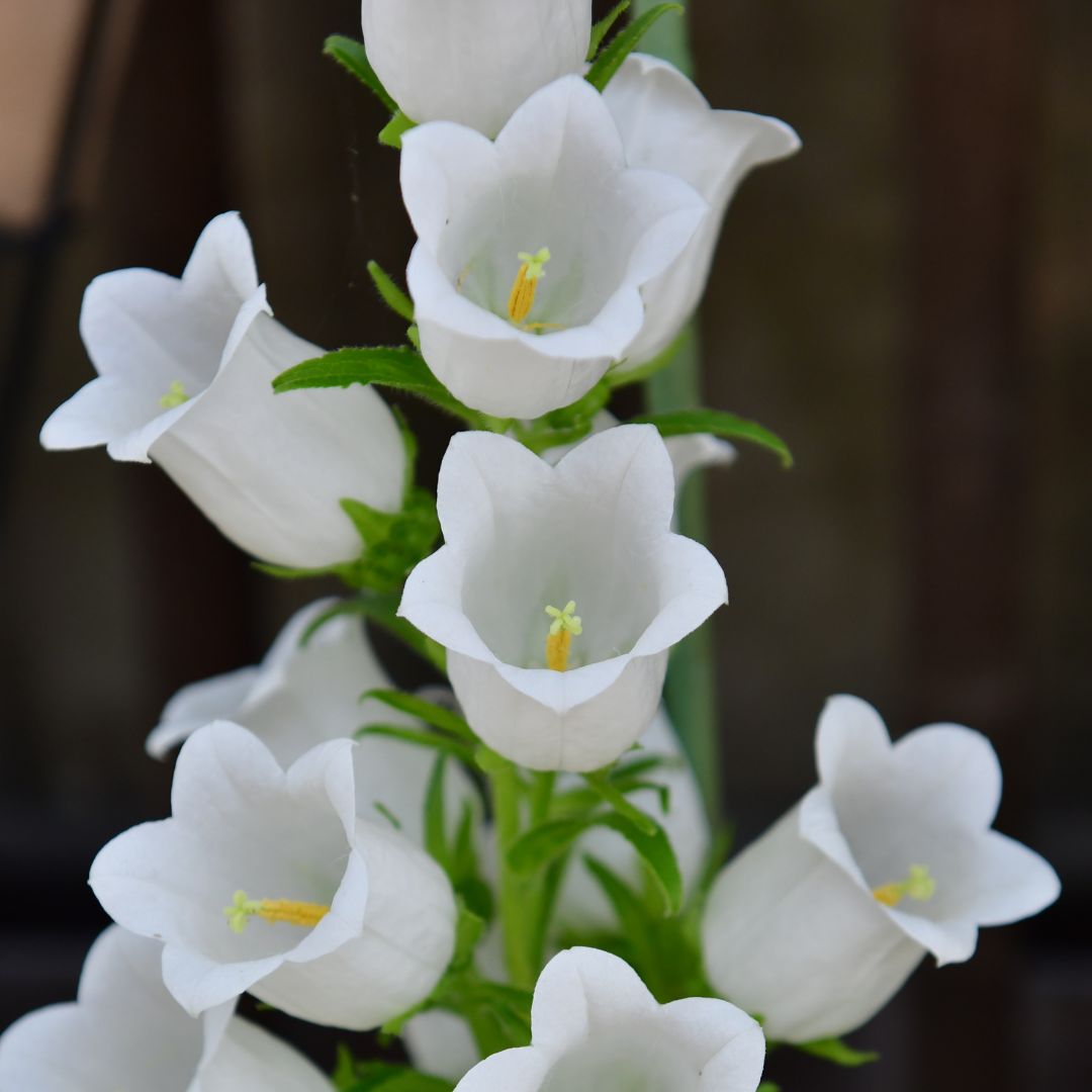 Mariaklocka - Single White