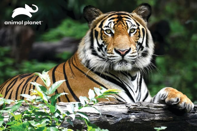 Prime 3D Pussel Tiger, 150 Bitar - 2
