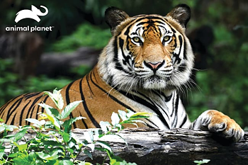 Prime 3D Pussel Tiger, 150 Bitar
