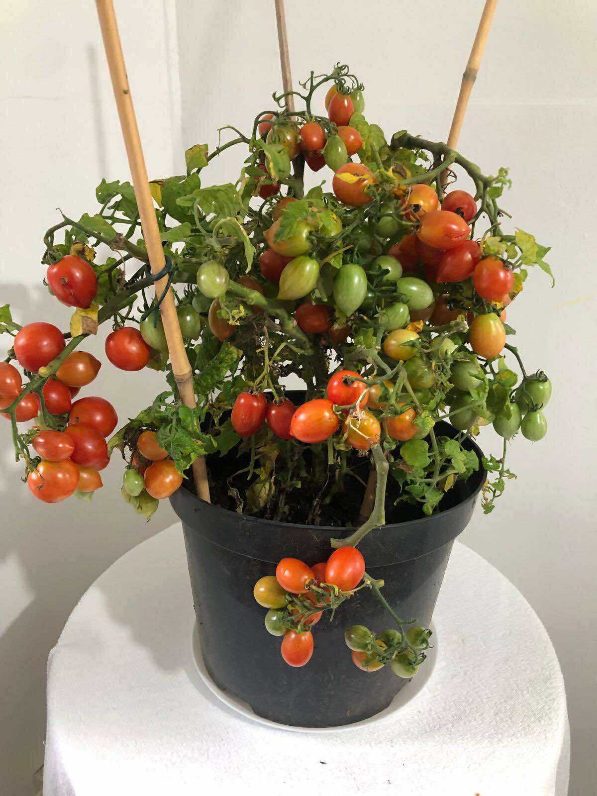 Tomatmannens Tomat Mini Marzano 5  frö Nyhet 2026!