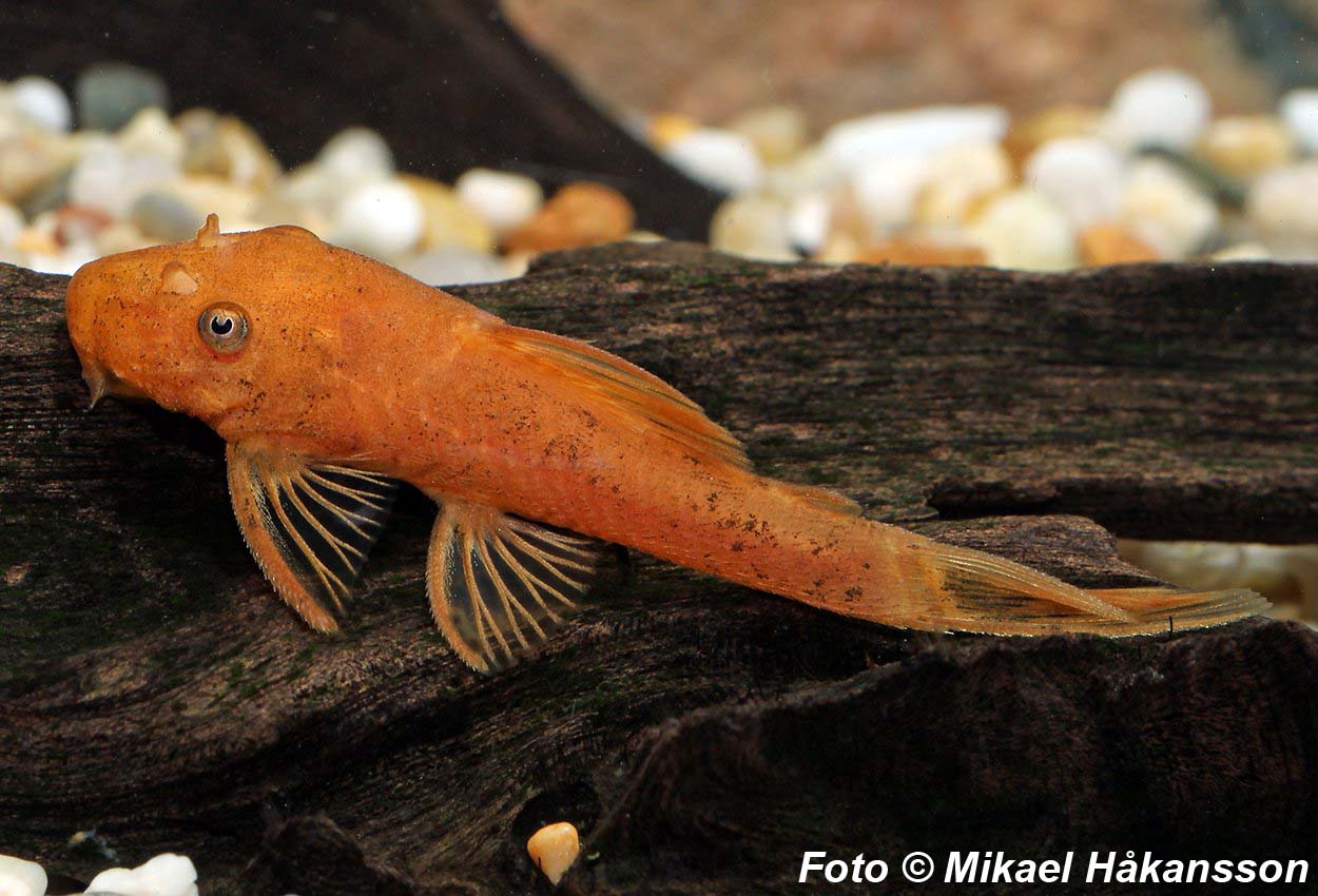 Ancistrus Röd 8-10 cm (Ancistrus sp. 'röd' L144)