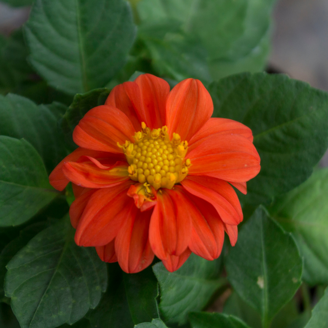 Dahlia - Opera Orange