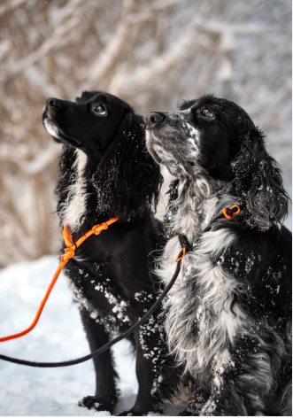 Non-Stop Retriever Leash Svart 1,6m/8mm - 4