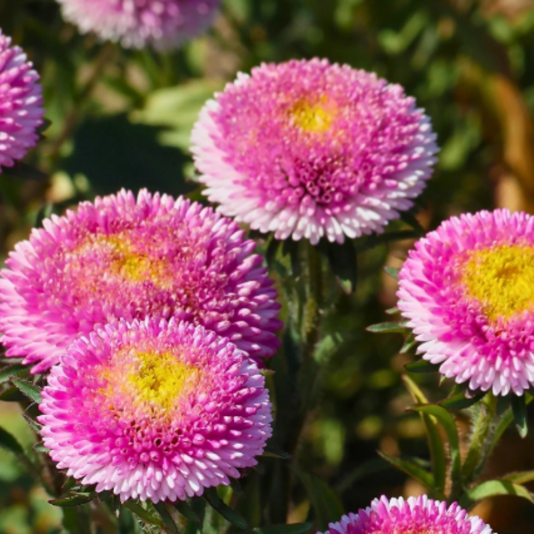 Sommaraster - Pompon Rose Moon