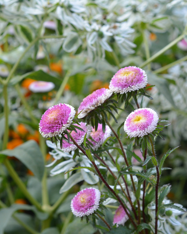 Sommaraster - Pompon Rose Moon