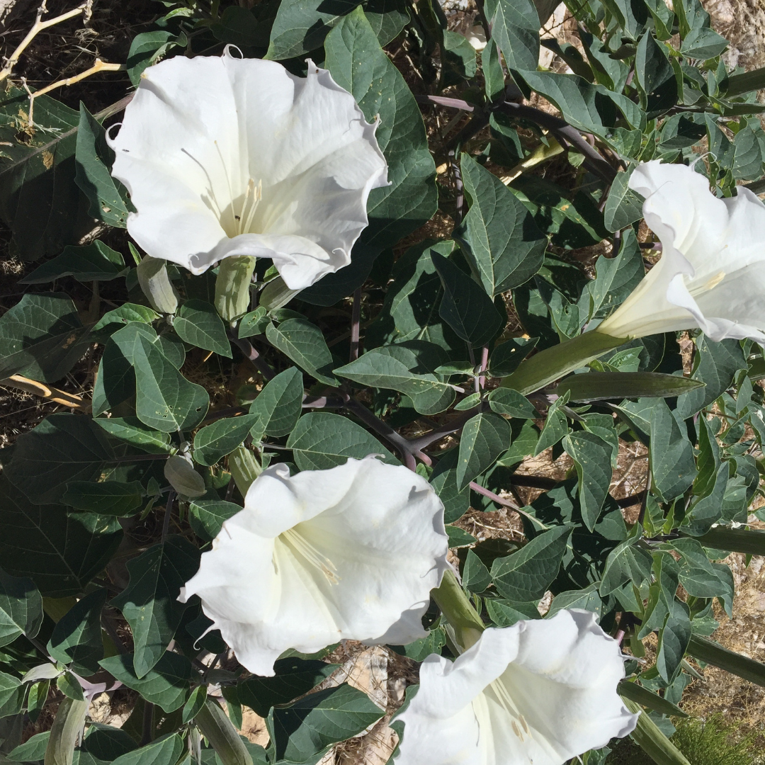 Indisk Spikklubba - White