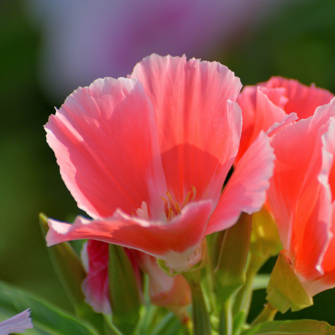Clarkia - Elegans Orange