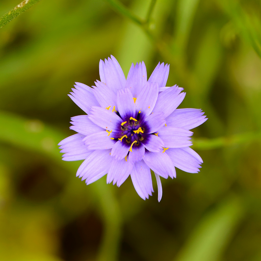 Blå Gräsfibbla - Lavender Blue