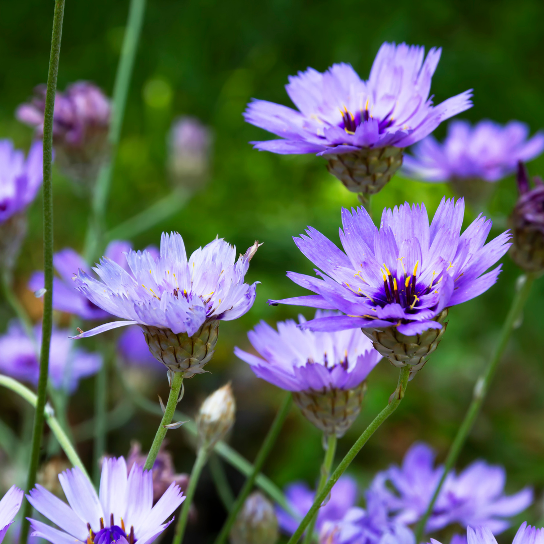 Blå Gräsfibbla - Lavender Blue